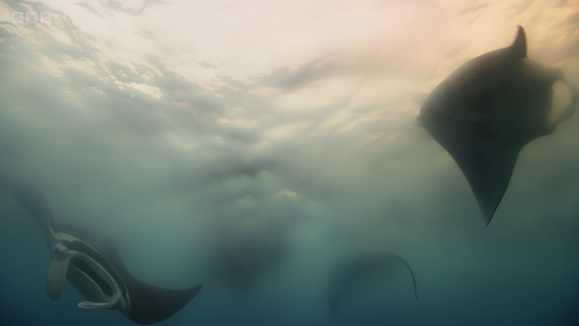 Reef manta ray (Mobula alfredi) as shown in A Perfect Planet - Oceans